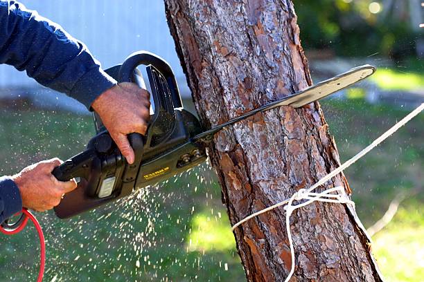 How Our Tree Care Process Works  in  Aspinwall, PA